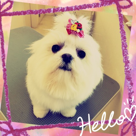 １月１３日トリミング写真りん