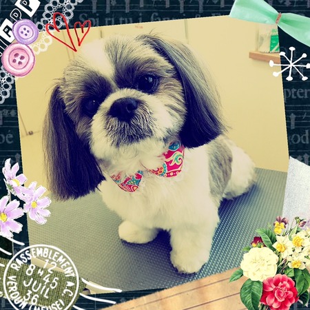 １月１７日トリミング写真ロン