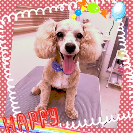 １月１７日トリミング写真プー丸