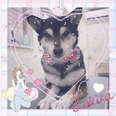 １月２０日トリミング写真小夏