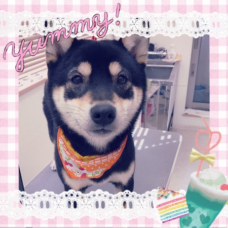 １月２１日トリミング写真ハヤテ