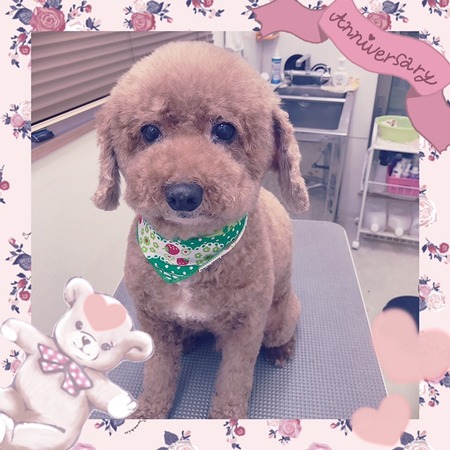 １月２１日トリミング写真プピ