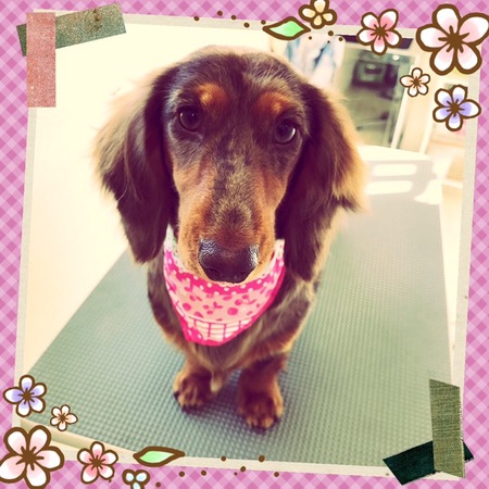 １月２５日トリミング写真モカ