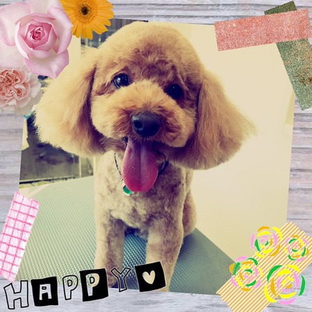 １月２８日トリミング写真トーイ