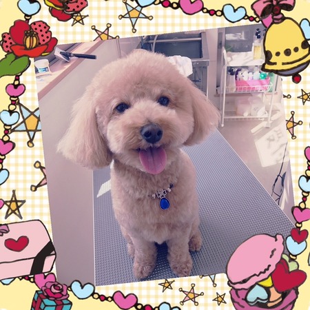 １月３０日トリミング写真マロン