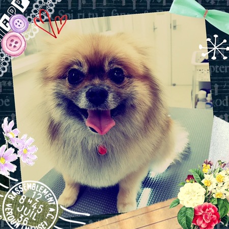 ２月３日トリミング写真ポポ