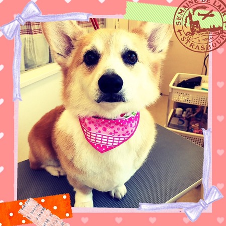 ２月４日トリミング写真ビジュー