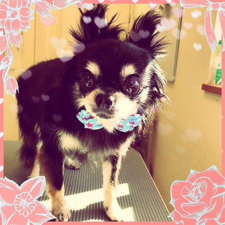 ２月４日トリミング写真タイガ