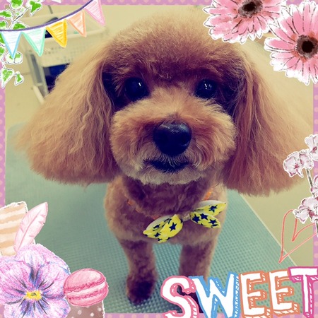 ２月６日トリミング写真チョコ