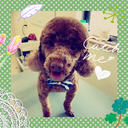 ２月６日トリミング写真コロ