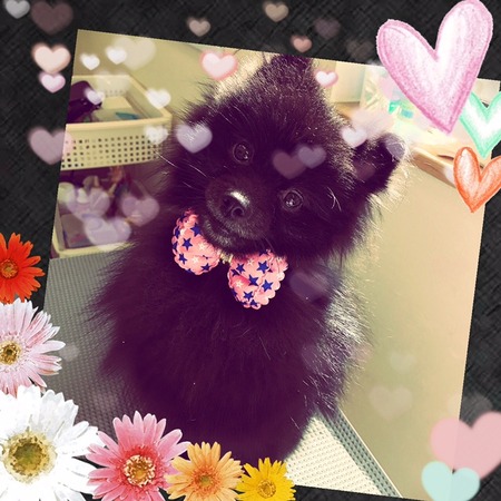 ２月７日トリミング写真ゴア