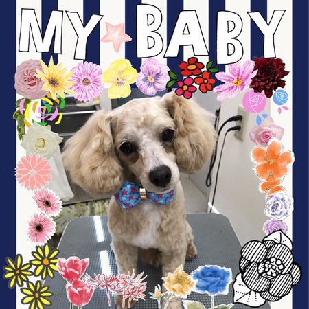 ２月１３日トリミング写真プー丸