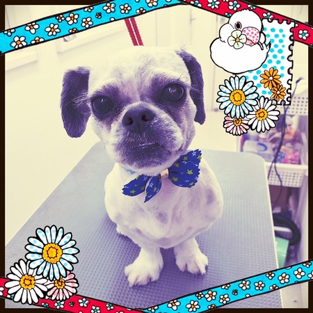 ２月１３日トリミング写真コロスケ