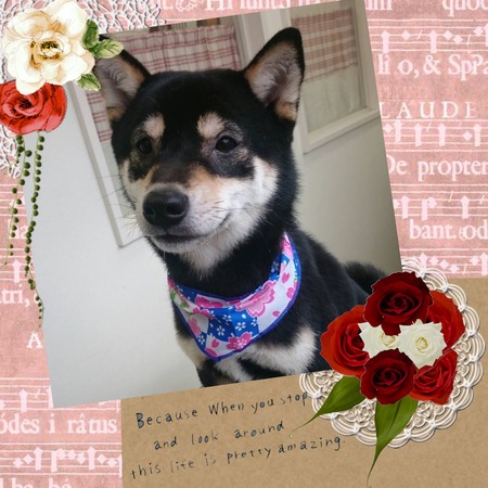 ２月１８日トリミング写真ハヤテ