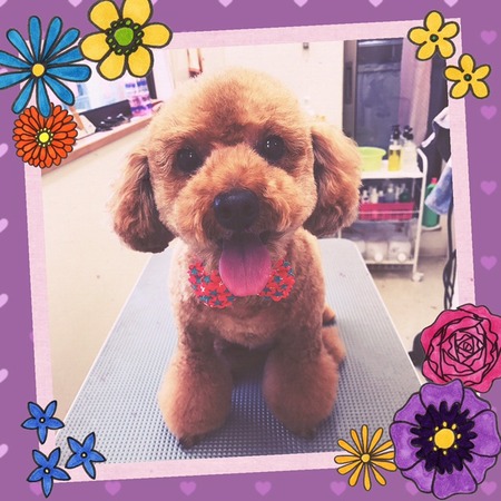 ２月１４日トリミング写真ぽん吉