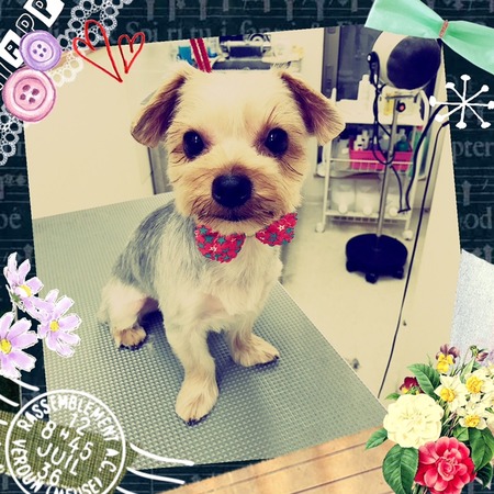 ２月１５日トリミング写真ボイ