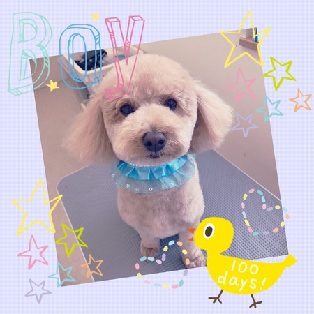 ２月２０日トリミング写真マロン