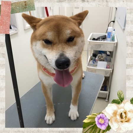 ２月２０日トリミング写真ぽんたろ