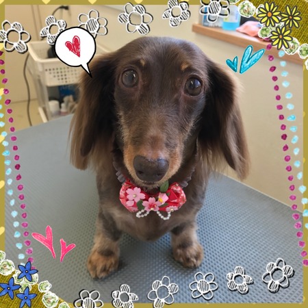 ２月２４日トリミング写真ころん