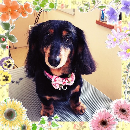 ２月２４日トリミング写真まろん