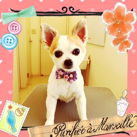 ２月２５日トリミング写真まめ太