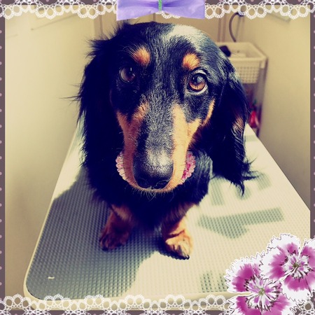 ３月１４日トリミング写真マロン