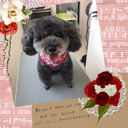 ３月６日トリミング写真ナナ