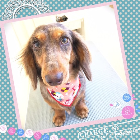 ３月８日トリミング写真モカ