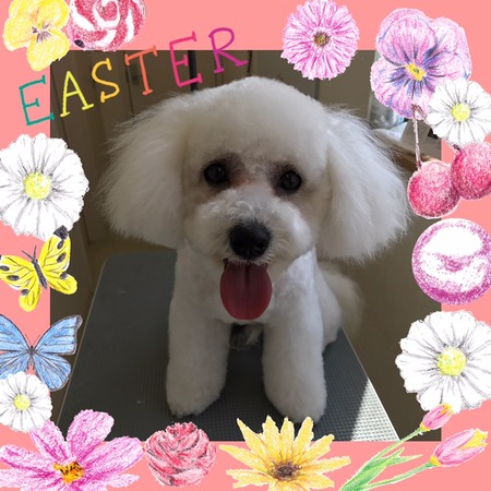 ３月１０日トリミング写真こすけ