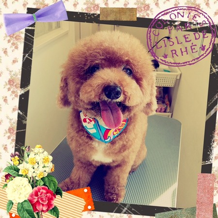 ３月８日トリミング写真プピ