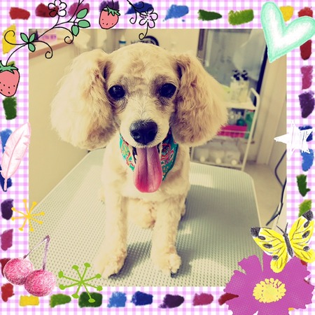 ３月１０日トリミング写真プー丸