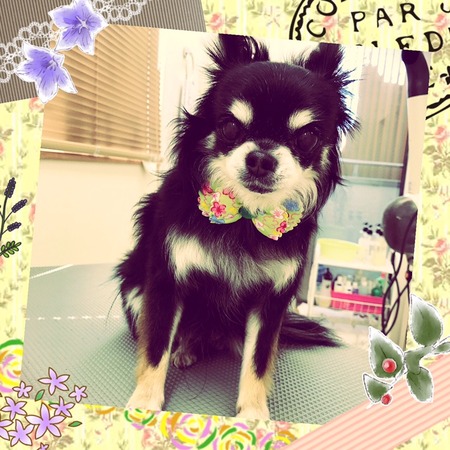 ３月１１日トリミング写真タイガ