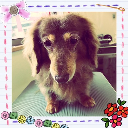 ３月１日トリミング写真チョコラ