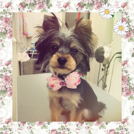 ３月２２日トリミング写真あんこ