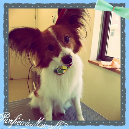 ３月１７日トリミング写真あさり