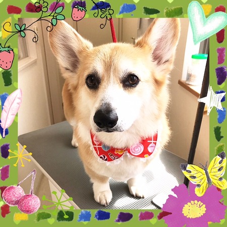 ３月１８日トリミング写真ビジュー