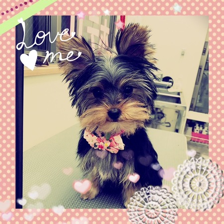 ３月１日トリミング写真あんこ