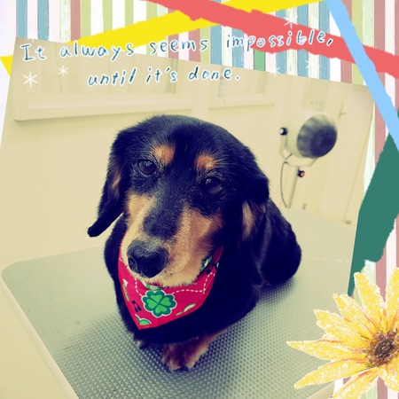 ３月１８日トリミング写真プピ