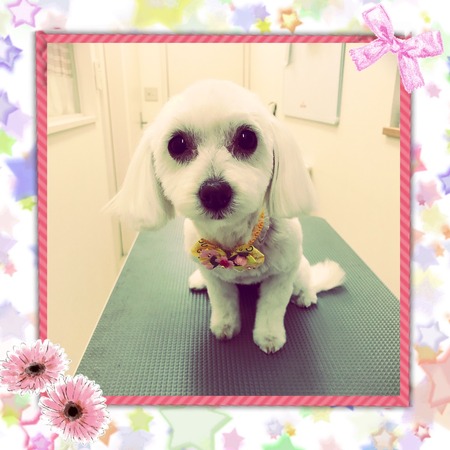 ３月２０日トリミング写真はな