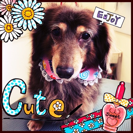 ４月８日トリミング写真チョコラ