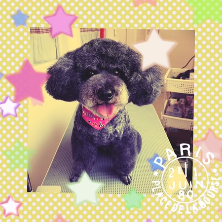 ４月１０日トリミングナナ