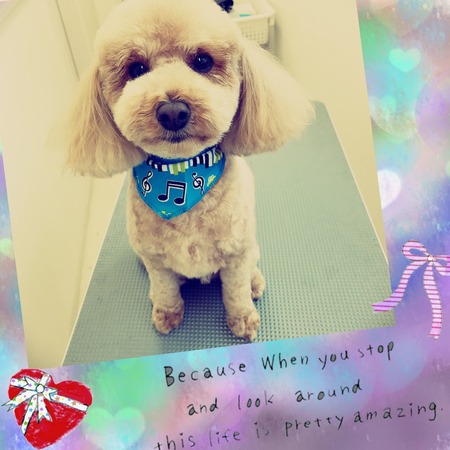 ４月１１日トリミング写真マロン