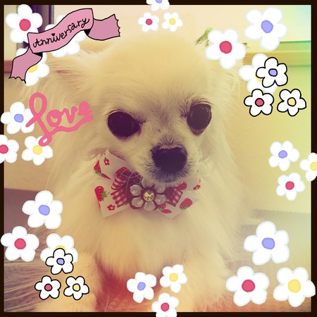 ４月１９日トリミング写真ルル