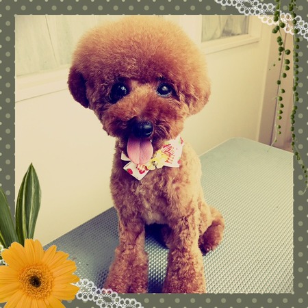 ４月２２日トリミング写真モコ