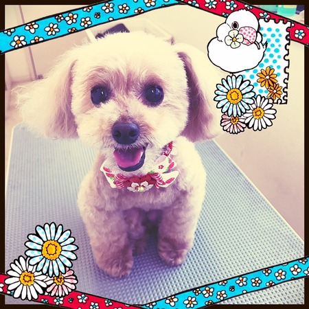 ４月２５日トリミング写真ポポロン