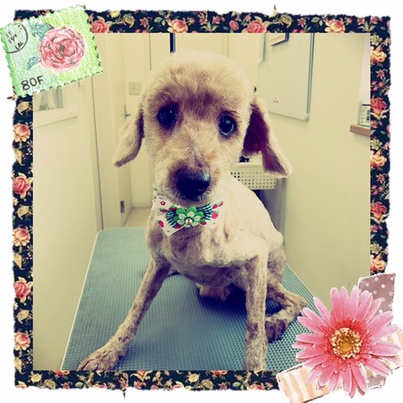 ４月２６日トリミング写真にこ