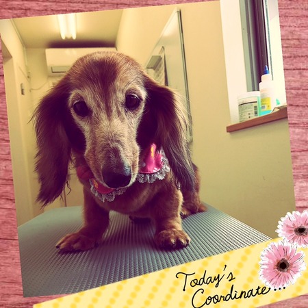 ４月２８日トリミング写真チョコ