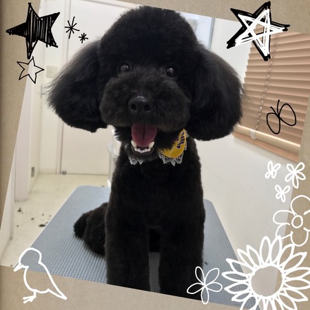 ３月２９日トリミング写真ジェットちゃん