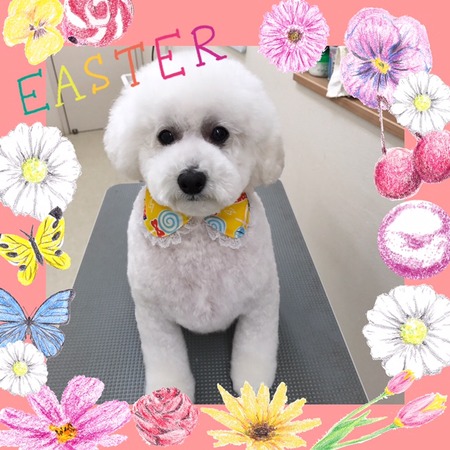 ４月４日トリミング写真ピース