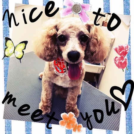 ４月５日トリミング写真プー丸